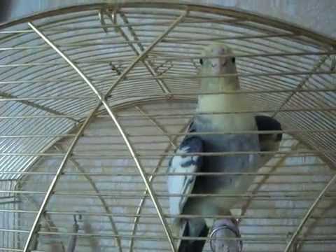 Видео: Попугай - корелла Риччи видео поет говорит привет, Ричи птичка и поет песенку тра-ля-ля