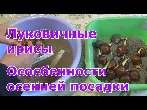 Видео: Ирисы луковичные. Особенности посадки луковиц ирисов в грунт осенью. Требования к луковицам ирисов