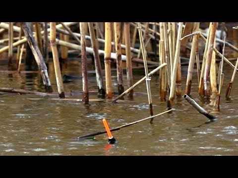 Видео: РЫБАЛКА В КАМЫШАХ НА ПОПЛАВОК С МОРМЫШКАМИ. КРУПНЫЙ КАРАСЬ, КРАСНОПËРКА, САЗАН И ДАЖЕ ЩУКА!