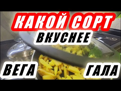 Видео: ЖАРЕННАЯ и ВАРЕННАЯ картошка. Какой сорт вкуснее...ВЕГА или ГАЛА???