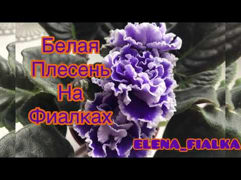 Видео: Белая Плесень На Фиалках