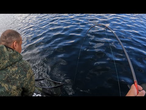 Видео: НАРВАЛИСЬ НА КОСЯК ГОРБУШИ / THE BEST PINK FISHING