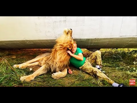 Видео: Лев-вожак ЗАВАЛИЛ меня ПОД САМОЛЁТ!