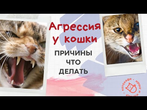 Видео: Агрессия у кошки. Причины. Что делаем.