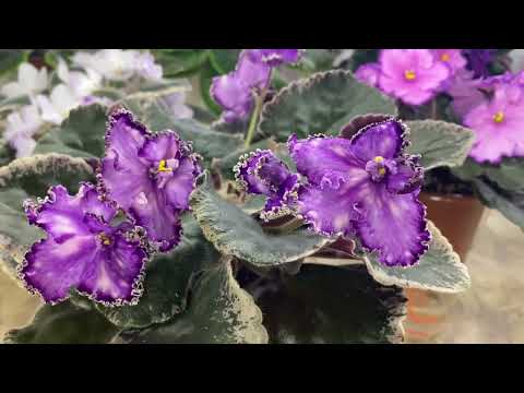 Видео: ПОЛИВ ФИАЛОК///ТРИ СПОСОБА ПОЛИВА///ПОДРОБНО///