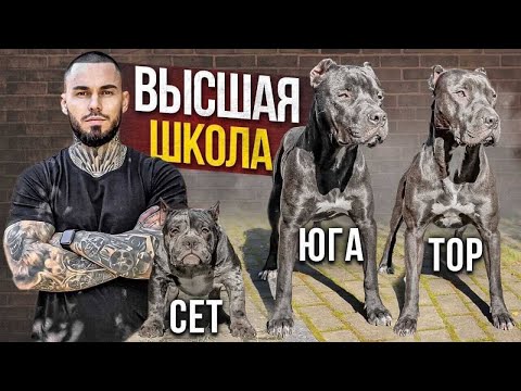 Видео: ПИТБУЛЬ НА ПРОГУЛКЕ - Социализация щенка