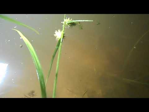 Видео: Как я пробовал на свет привлечь дафнию