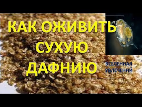 Видео: КАК ОЖИВИТЬ СУХУЮ ДАФНИЮ .УДАЧНЫЙ ЭКСПЕРИМЕНТ Vselennaya uvlecheniy