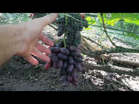 Видео: Відновлення винограду після морозу 2025 (2/2)