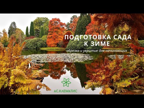 Видео: Сад перед обрезкой и укрытием на зиму | Красоты поздней осени: Розы Гортензии Клематисы