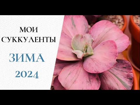 Видео: Мои суккуленты 2024 (часть 2)