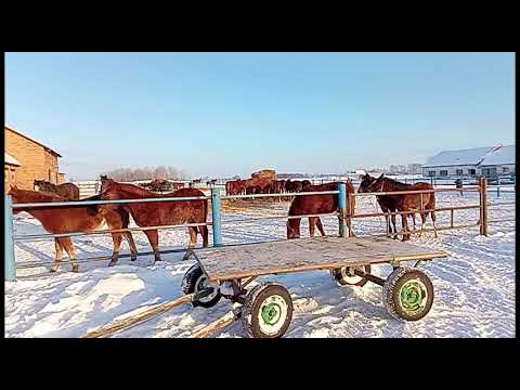 Видео: 25 июня 2024 г.