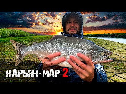 Видео: НАРЬЯН-МАР Ч.2 | РЫБАЛКА СПЛАВНОЙ СЕТЬЮ | СКОРОСОЛКА ИЗ СИГА