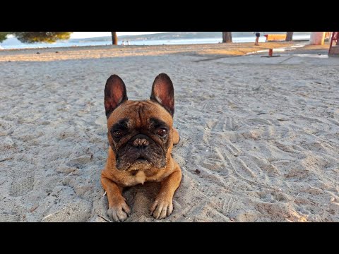 Видео: Теряют тапки и любимцев #море 