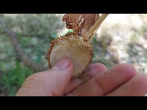 Видео: САБАҚ / САБАҚТЫҢ ҚҰРЫЛЫСЫ / САБАҚТЫҢ ТҮРЛЕРІ / БИОЛОГИЯ ҰБТ #биология #биологияұбт #сабақ