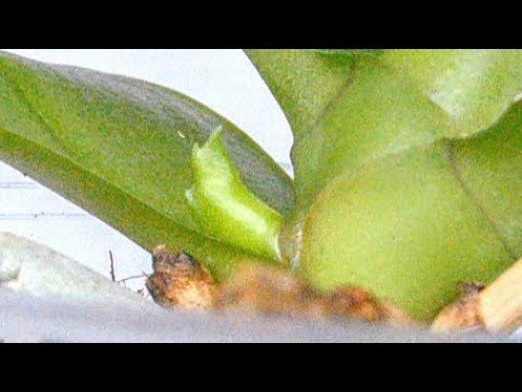 Видео: орхидеи ПРОЦВЕТУТ НА ДВА цветоноса, если ПОЛИВАТЬ ЭТИМ! цветонос ЗА цветоносом ЛЕЗУТ! корни ПОСПЕЮТ!