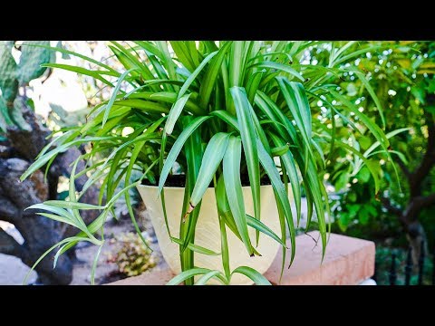 Видео: ПЕРЕСАДКА РАСТЕНИЙ-ПАУКОВ: ВОЗРОЖДЕНИЕ НЕСЧАСТНОГО РАСТЕНИЯ /JOY US GARDEN