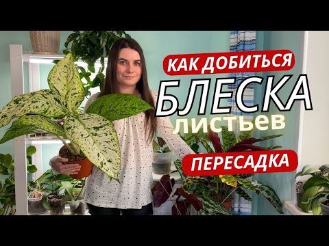 Видео: Как добиться БЛЕСКА листьев. Большая пересадка. Укоренение замиокулькаса.