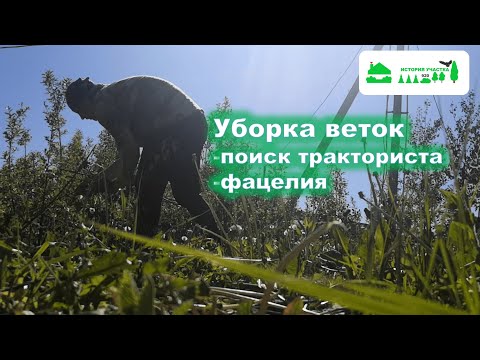 Видео: Уборка веток