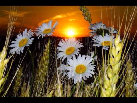 Видео: Это было утром