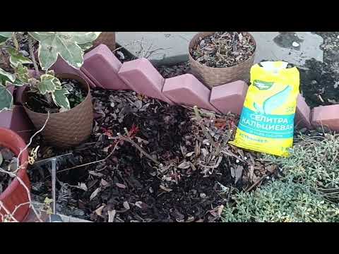 Видео: Подкормка роз ранней весной