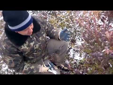 Видео: Зимняя обрезка голубики .