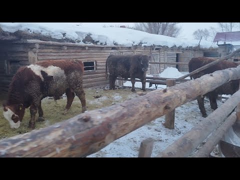 Видео: Ауыл тынысына келген қонақ.Қызыл бұқаның салмағы.