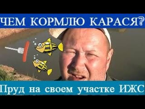 Видео: ЧЕМ КОРМЛЮ КАРАСЯ? ПРУД НА УЧАСТКЕ ИЖС!!!