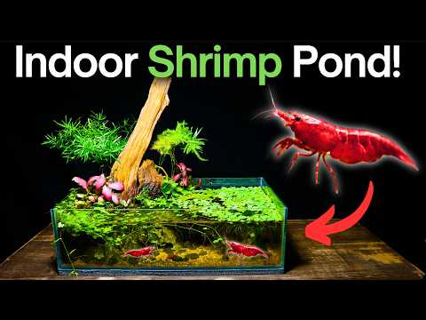 Видео: Я сделал мини-пруд дома. Вот как!