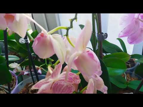 Видео: Цитокининовая паста: как и для чего использую на орхидеях и не только   и