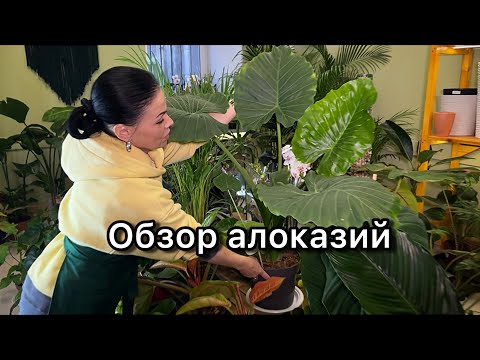 Видео: Алоказии  в нашем магазине😉