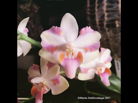 Видео: DORITIS PULCHERIMA 4N "PELORIC" - описание и основы ухода