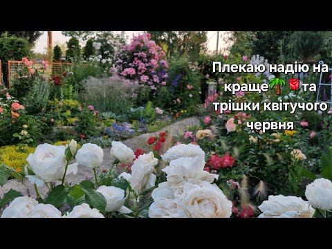 Видео: Плекаю надію на краще🌴🌹та колорит квітучого червня @ПОБАЧЕННЯЗКВІТАМИВаляПроценко 