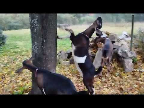Видео: Клёны листья сбросили