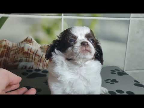 Видео: Бетховен #цена 60 тр #купитьчихуахуа +79215950848 #продающенкачихуахуа 