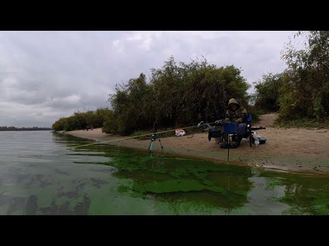 Видео: 🎣ЗА ПЛОТВОЮ НА ПІСОК🐬 FEEDER  РИБАЛКА 2025🇺🇦