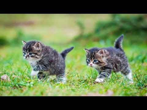 Видео: Музыка для кошек от беспокойства 🐈 Расслабляющая музыка для кошек | Спокойная арфа и кошачье мурл...