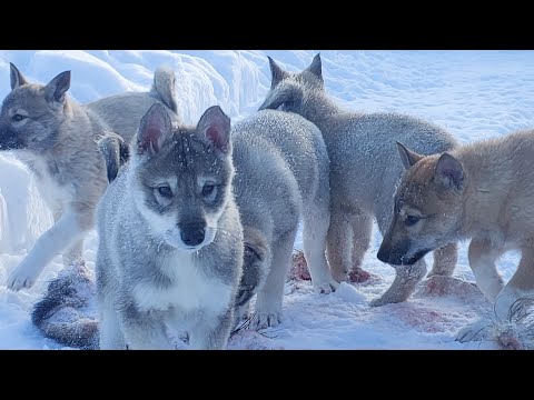 Видео: Щенки мороз солнце