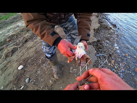 Видео: Рыбалка на РЕЗИНКИ ЛЕТОМ! Вот ПОПАЛИ так ПОПАЛИ, Серёга ТАСКАЕТ ОДИН за ОДНИМ