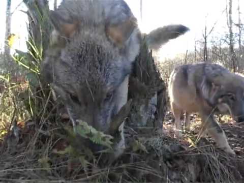 Видео: ВОЛЧИЙ ОСТРОВ Бологов   Movie 1