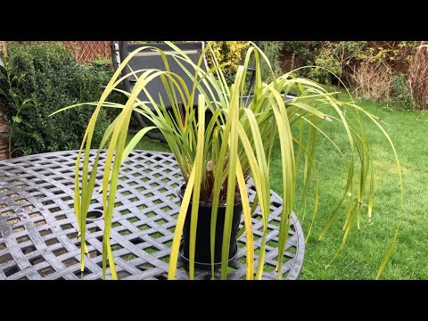 Видео: У особенного цимбидиума особенные цветоносы😁. Cymbidium 'Yamatonadeshiko' . Mои цимбидиумы