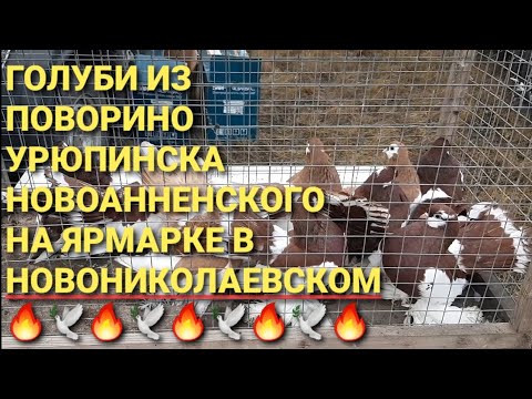 Видео: Голуби из Поворино, Урюпинска, Новоанненского на ярмарке в Новониколаевском. Nikolaev pigeons. 鸽子.