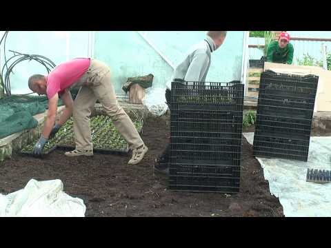 Видео: Батькив сад Размножение малины крапивкой 2