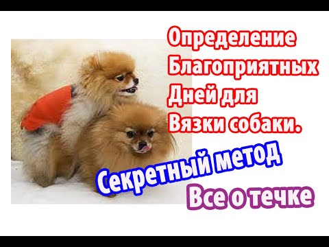 Видео: Определение благоприятных дней для вязки собаки. Секретный метод. Все о течке собаки.