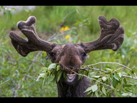 Видео: лось и интересные факты о нем