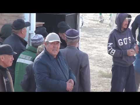 Видео: 26 10 2023  Көкпар