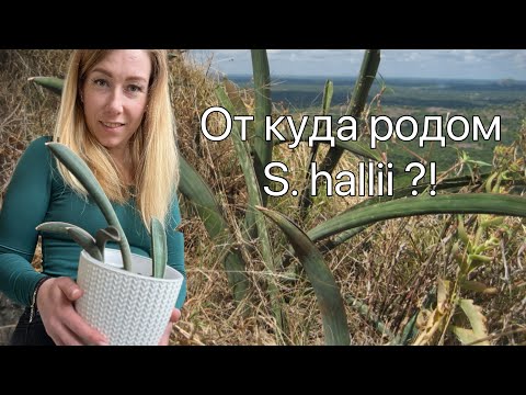 Видео: Обзор моих S. hallii и немного интересной инфо о сорте #sansevieria #sansevieriaplant #сансы