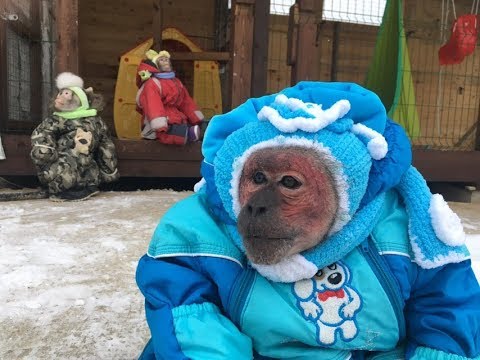 Видео: Русская Зима. Прогулка (Eng Sub) (Домашние Макаки)