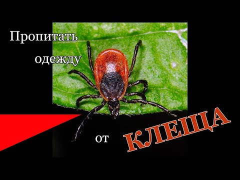 Видео: Обработка одежды от клеща: Мы это делаем так