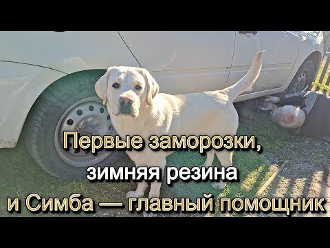 Видео: Первые заморозки, зимняя резина и Симба — главный помощник
